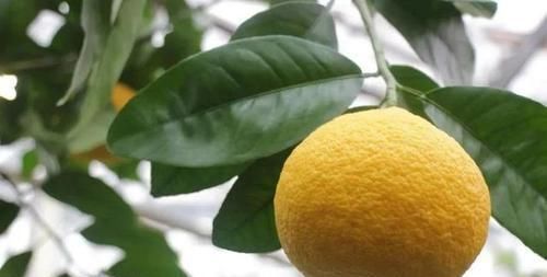 密闭舱|柚子营养赛苹果,建议冬天常买,但吃的时候得注意!