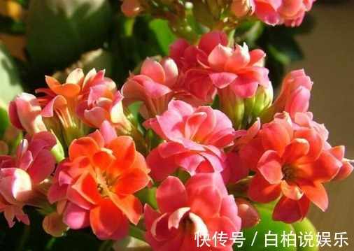 镇宅|四种花不要轻易送人,放在家中,养人又镇宅,尤其是最后一种!