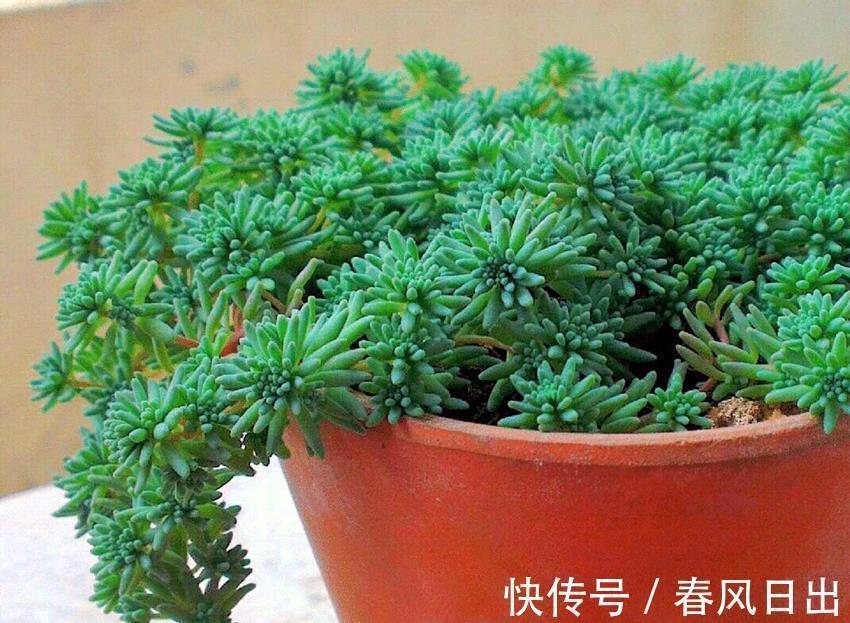 植物|矮盆适合养吊兰,这几种吊兰推荐给你,很好养