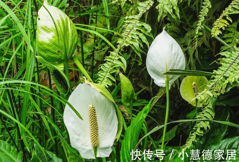 红掌|天太热了,4种“吉祥”花,家里放一盆,清新悦目寓意好