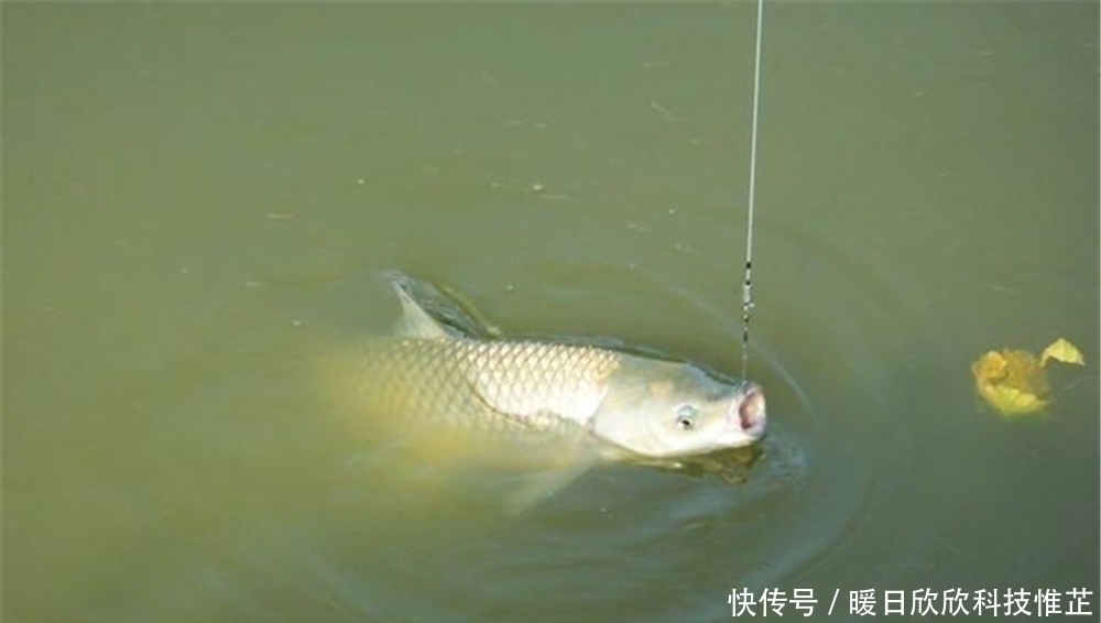 台钓|入夏之后草鱼变得好钓,钓浮草鱼才是“正钓”,可以试试这些方法