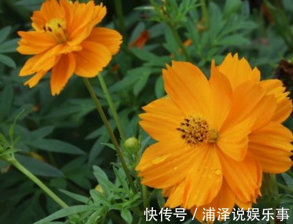 新手养花,不如养盆花中精品“硫华菊”,花朵金黄灿烂