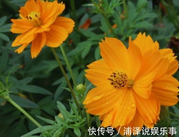 盆花|新手养花，不如养盆花中精品“硫华菊”，花朵金黄灿烂