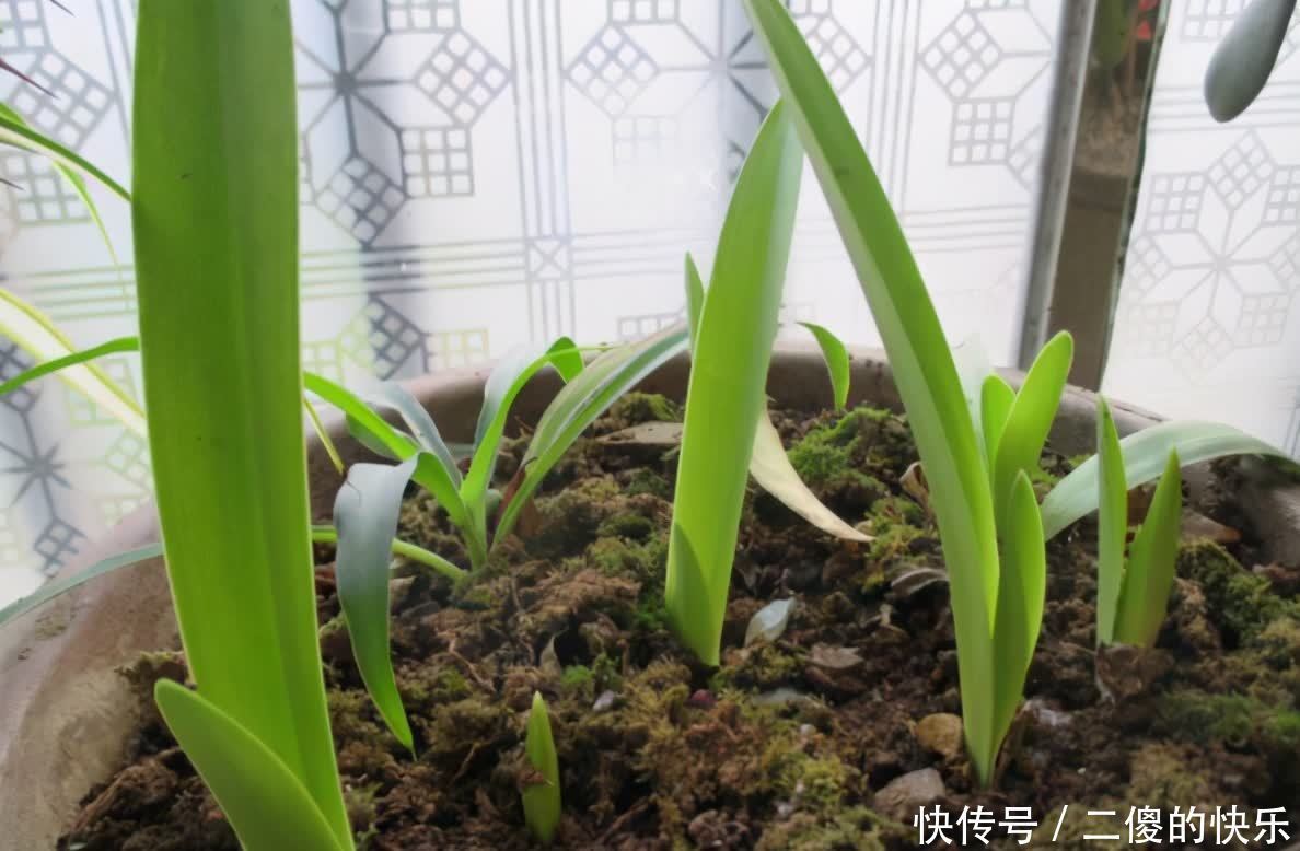 春季朱顶红开完花,教你养球“秘诀”,球又大又硬,长出好多侧芽