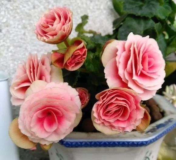 5种花叫做“度夏难”，到了夏天就黄叶干枯，花友年年养年年买