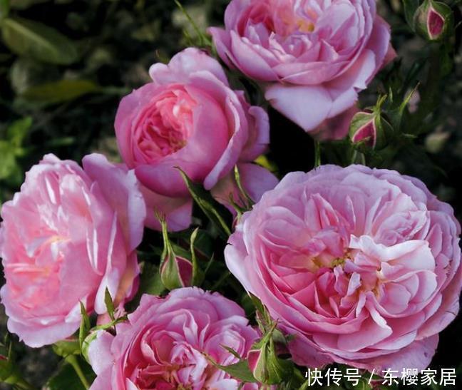 20款露台月季品种,超级丰花、适合露台、阳台盆栽,皮实好养