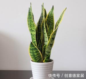 浇水|养了2年的虎皮兰不长个？做好3件事，猛长侧芽，满盆绿叶！