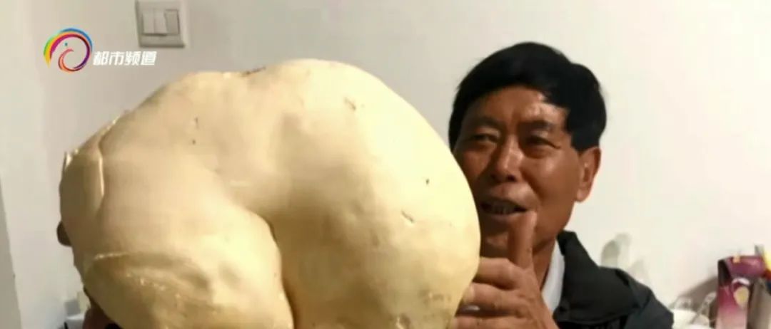 牛肝菌|奇了！还是那个公安局！又双叒长出一朵巨型牛肝菌 ，重4.2公斤
