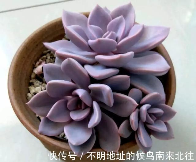 60种多肉图鉴及养护要点，1分钟学会，超全超实用！