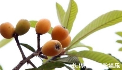 枇杷膏|农村这样一种宝贝树,全身上下都是宝,连中医都对它爱不释手