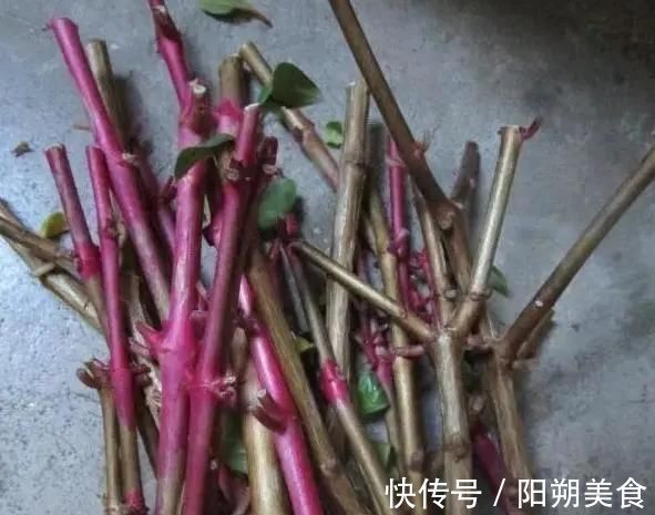 枝条|5种花,趁现在“赶紧扦插”,生根快,长得快,一个月就开花