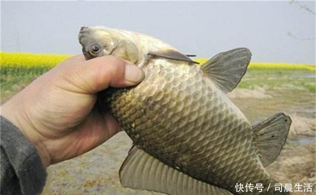 铅坠|钓鱼新政之后,允许一竿一钩一线的钓法,台钓使用单钩怎么调漂?