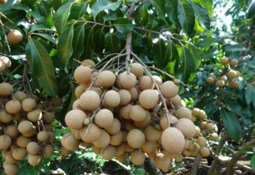 吃水果时挖一勺子，洗洗扔盆里，20天发芽成盆栽，结的果子吃不完