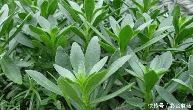 野菜|这些农村人见人爱的野菜，营养价值高，还有抗衰老的作用！