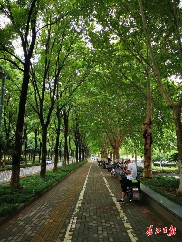 彭敏|“最美林荫路”每一抹绿荫，都是园丁心血铸就