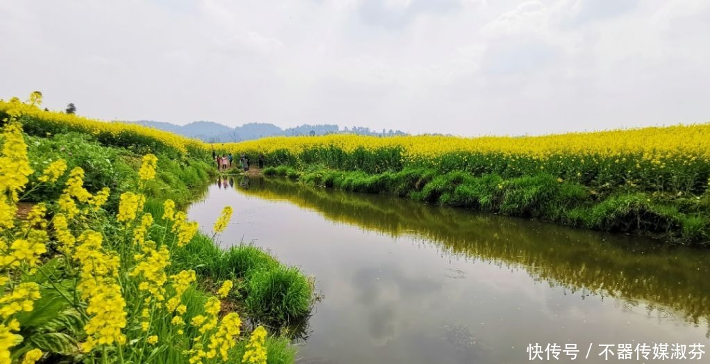 离成都不远，油菜花开满河两岸，千岛花海！