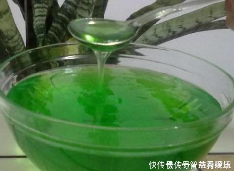 君子兰花不旺,浇点这“汁液”,比施肥更管用,一盆能开四五朵