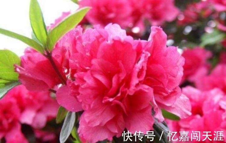 修剪|4种花漂亮又好养,四季花开不断,半月浇水一次,花开压弯枝头