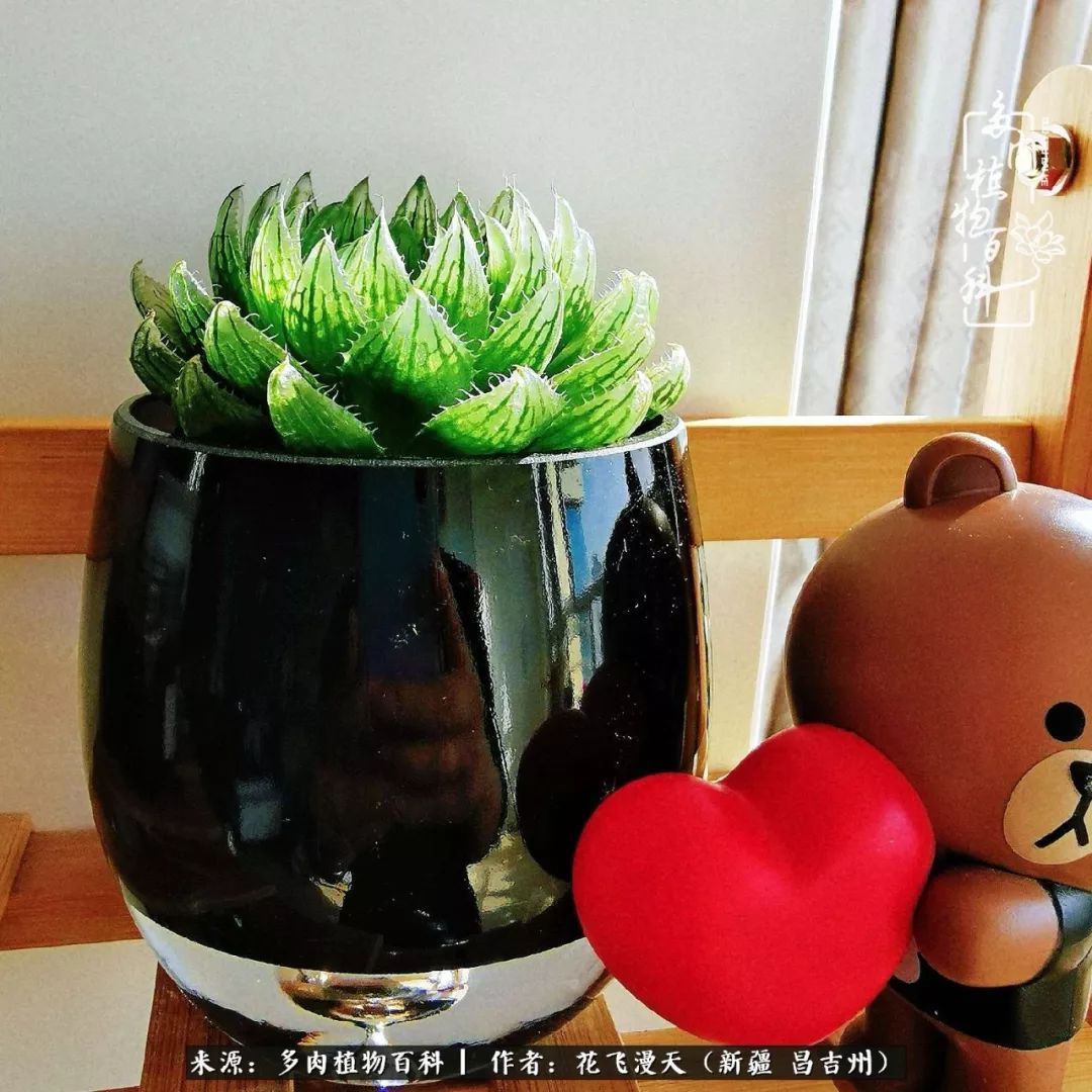 对多肉是发自内心的喜欢,心甘情愿被它们俘虏!