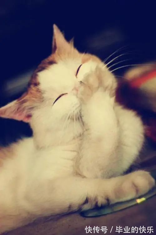 |年度幽默段子:《小三盗墓》