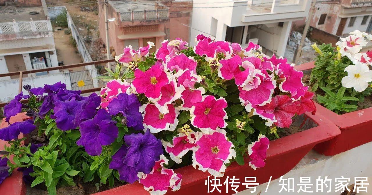 盆栽|养盆栽矮牵牛的时候掌握这几点,可以避免病虫害滋生