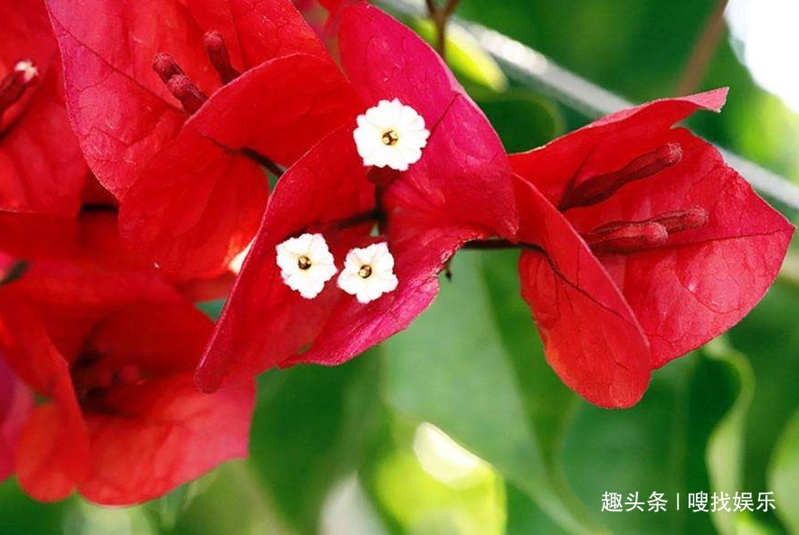 此花姿态妖娆,绽放时绚丽的花朵仿佛孔雀开屏般,格外璀璨夺目