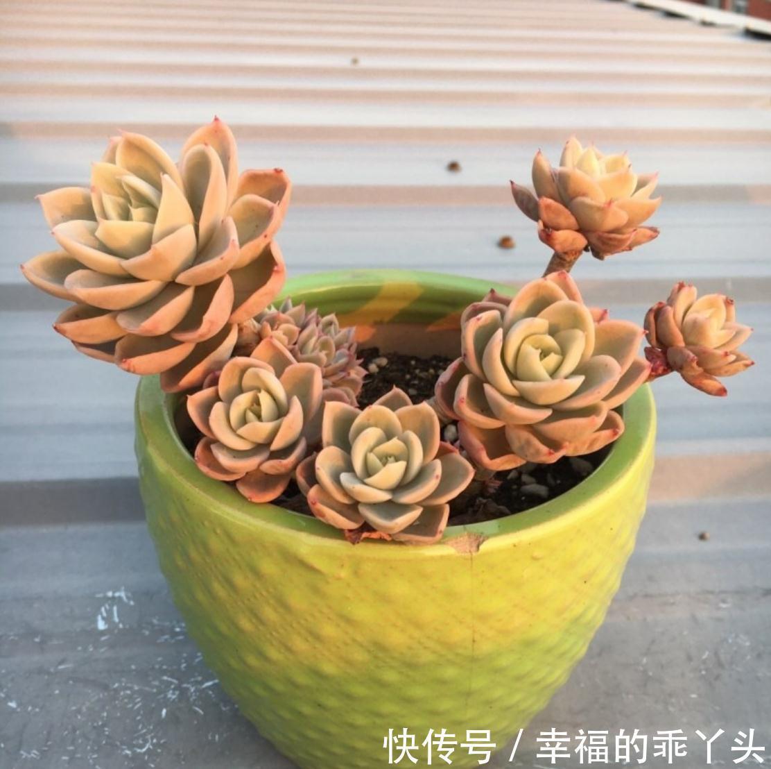 多肉掉叶子的原因,新手要注意