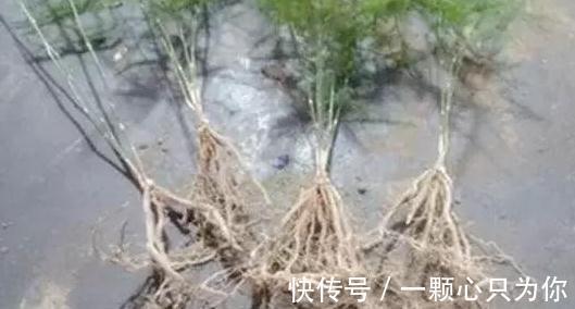 家里的文竹此样做,1盆轻松变10盆,枝叶繁茂观赏性高