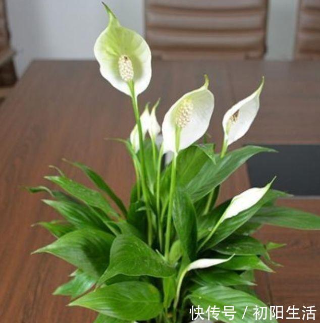 4种花是懒人福音，丢在水里就会疯长，新手都能养爆盆