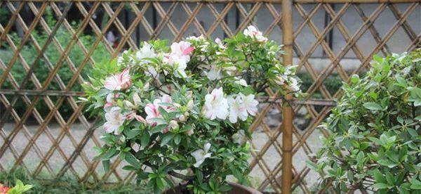 盆栽|往盆栽中滴几滴这个,月季、栀子等再也没有黄叶过