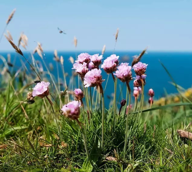 海 石 竹 花