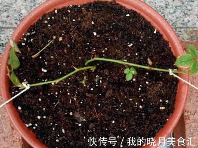 根系|同样给月季压枝,邻居的长出5根大笋芽,我的却一个不长,咋回事