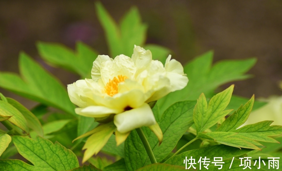 桂花|3种富贵花寓意花开富贵,养在家里,不但漂亮,还贵气十足