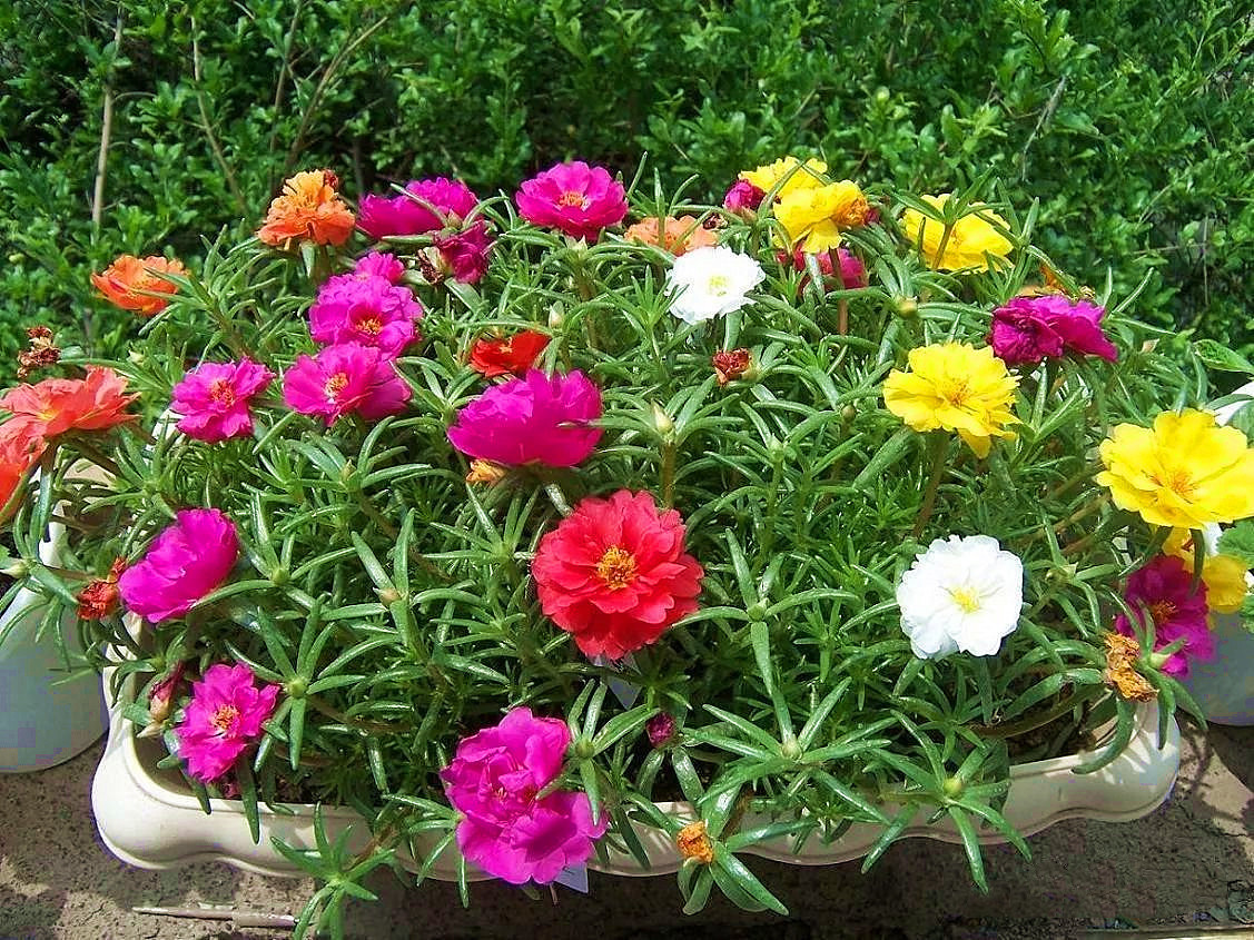 太阳花长得弱，开花少，做好4点，花开满盆，拦都拦不住