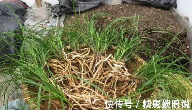 浇灌|胡大妈养“兰花”,用一种令人厌恶的“营养液”,1盆养成20盆