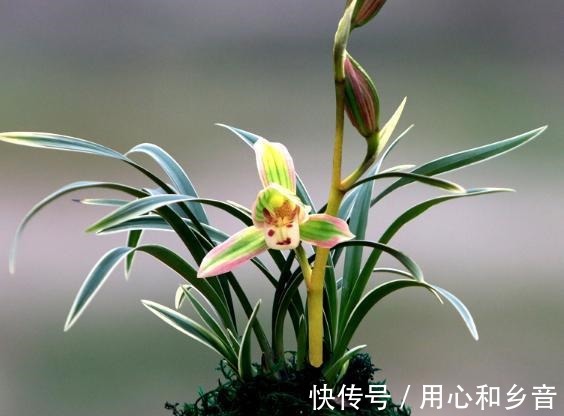 帝王妃兰花|这种兰花极具“帝王气息”,一花双色,兰香浓烈,新手也能养爆盆!