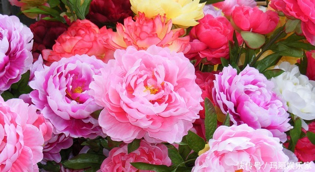 立菊|喜欢菊花,不如养盆“花中珍品”金牡丹,颜值高寓意好清新高雅