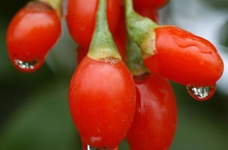 枸杞性甘|枸杞可和此物一起吃,头发变黑了,也不脱发了,谁吃谁健康