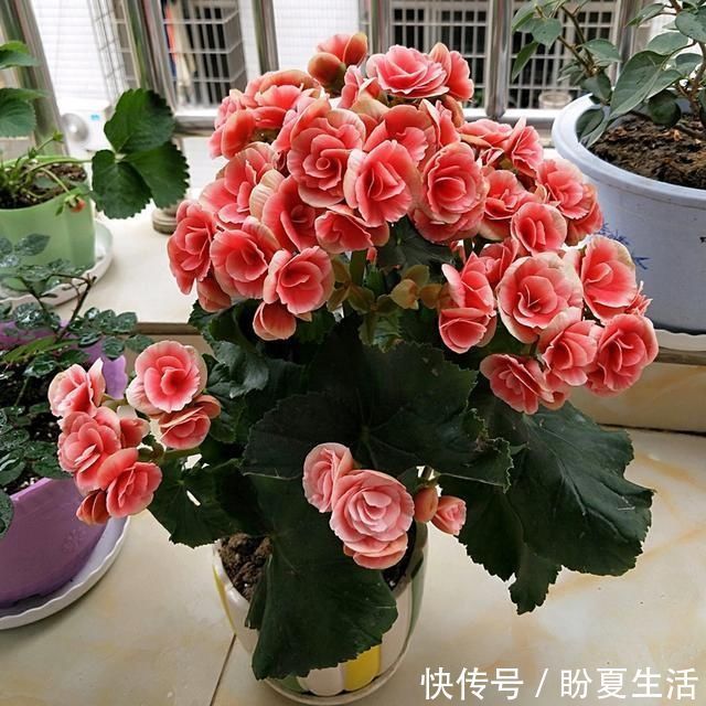 栀子花|4种“娇气”花，公认的难养，一个比一个难伺候，买了也白花钱