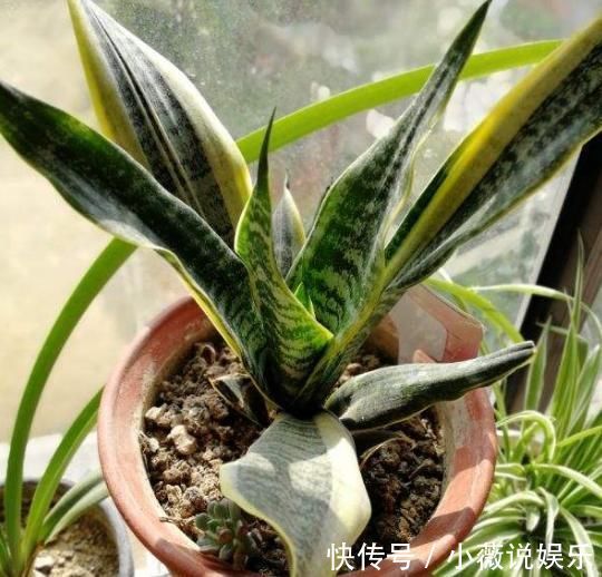 养花不能用大盆,这5种花挤在小盆里,才能长成精品