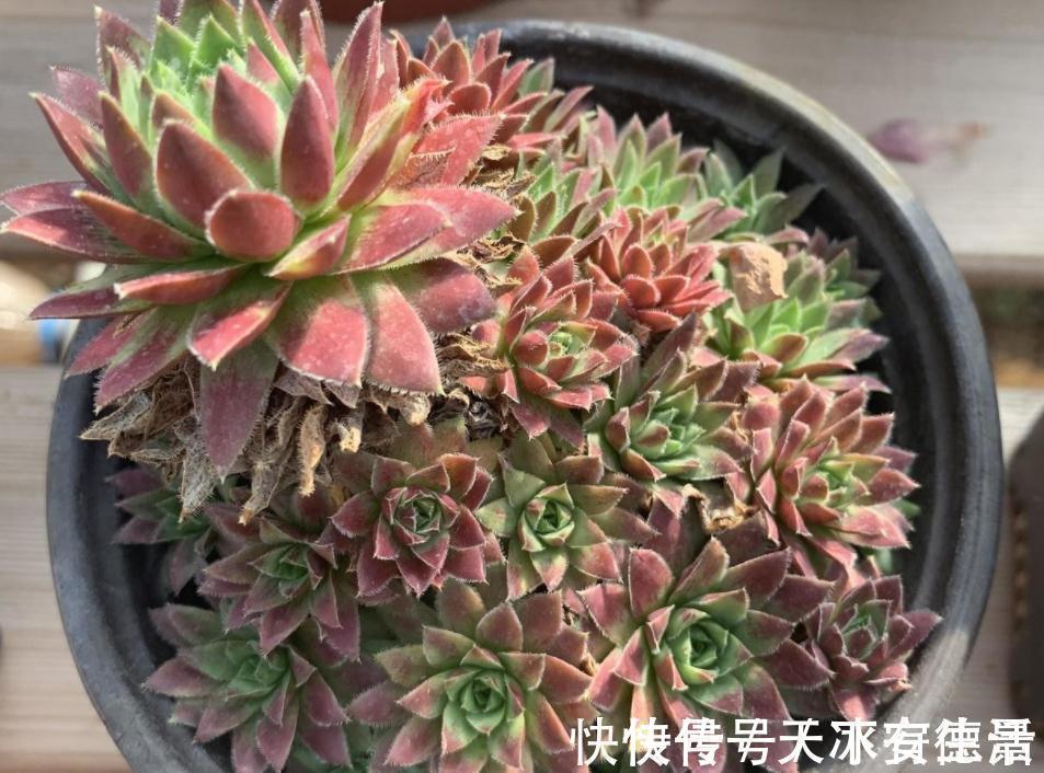 外行人|盆栽此款多肉,打理好这些,茎叶长得像莲花,一年四季都在开