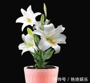 光照|百合开败了别扔!给它“补补身”,明年花更美,还生出一窝胖球球