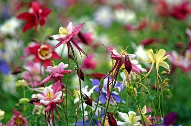 阳台|懒人最适合养“4种花”,枝叶茂盛,四季开花,阳台变“花海”!