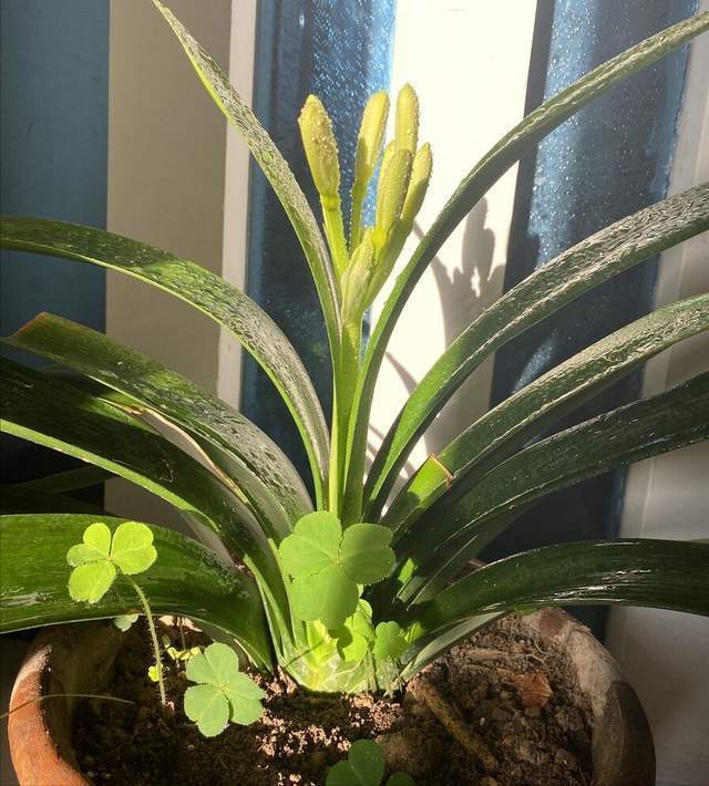 花盆|君子兰一直长不好,跟“换盆”有关系,很多人都做错了