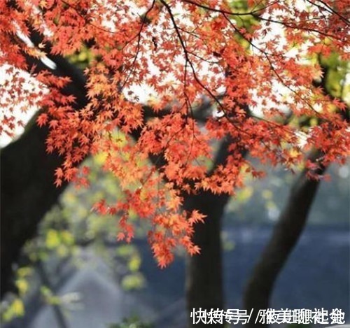 诗人#张继的《枫桥夜泊》真写错了小学生读后,提出一个问题难住老师