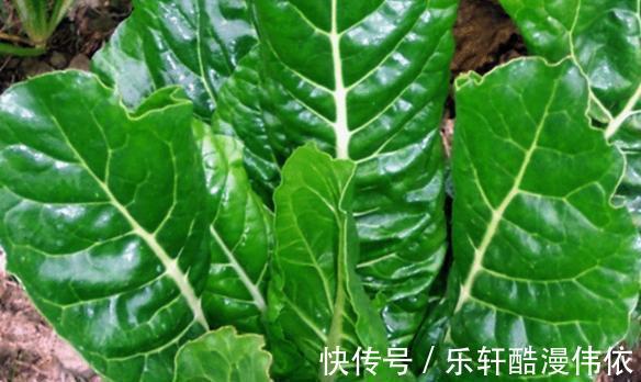 厚皮菜|乡下一种不好吃的菜，30年前总能在餐桌上见到，如今却成畅销菜