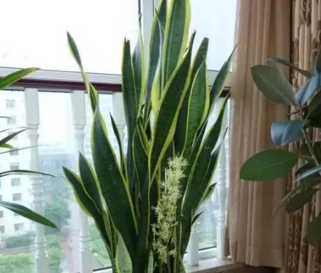 家里常养的4种花,寓意好又养人,镇宅、开运,养在客厅正合适