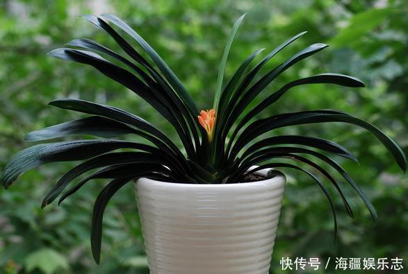 植株|这10种花夏天“晒不得”,一见强光就黄叶,赶紧搬回家