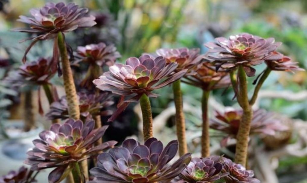 养多肉黑法师,在枝头部位切一刀,爆出更多大“花头”