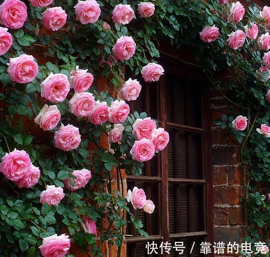 月季中的奇女子,只为那一季开得千娇百媚